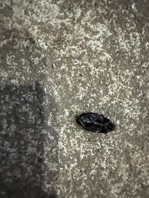 Leaf Beetle