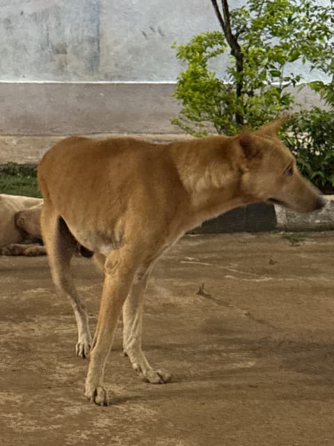 Dog